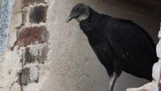 Лешоядите с удоволствие ще се възползват от слабостта на еврото