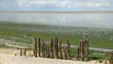 Експедиция ще анализира вредни водорасли в Черно море