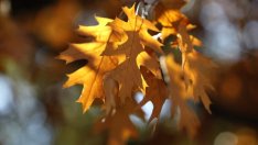 Започват проверки на инсталациите за биомаса в страната