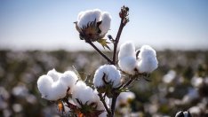 Русия удвоява вноса на дефицитния "гърмящ памук" с помощта на западни компании