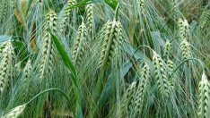 Земеделци готвят протест заради закон срещу контрабандата на горива