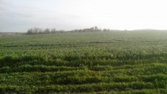 Цената на селскостопанската продукция за 2018 г. нараства с 2,7% за година