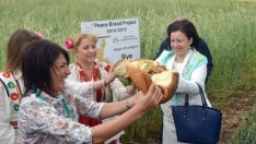 Очаква се добра зърнена реколта при средни добиви около 415 кг от декар