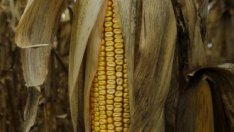 Великобритания настоява за либерализиране на ГМО режима в ЕС