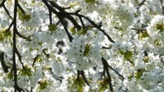 Системата за борба с градушките ще обхване 90% от нивите