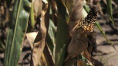 Глобалните цени на храните се повишиха през септември