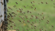 Пчелният мед в Русия поскъпва заради ниските добиви тази година