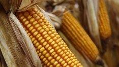 Пшеницата поскъпна, а фуражната царевица рязко поевтиня в края на 2018-та