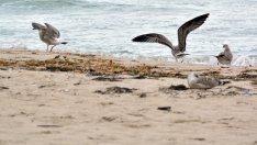 Работна група се заема със застрояването по морето