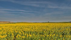 Експерт препоръчва промяна на застрахователния модел в земеделието