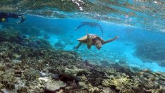 Unesco извади Големия бариерен риф от списъка със застрашените обекти