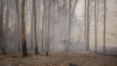 Рискът за околната среда може да се окаже най-голямата заплаха за сигурността на Европа