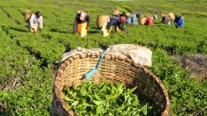 Кения обмисля въвеждането на първите фючърси върху чай в света