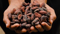 Пазарът на какао страда заради по-ниското търсене на шоколад