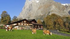 Над 31 млн. лв. получават животновъдите по преходната национална помощ