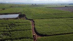 Анализ: Между 60% и 70% от почвите в Европа не са в добро състояние