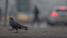 91% от печките на дърва и въглища са нискоефективни