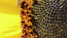 Цената на слънчогледа потъва към дъното