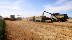 Реколтата от царевица в Украйна може да намалее с над 20% тази година