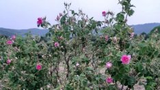 В какво се препъна розопроизводството през тази кампания?