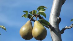 Европейската сметна палата препоръча по-екологична агрополитика