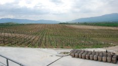 120 млн. литра вино се произвеждат всяка година в България