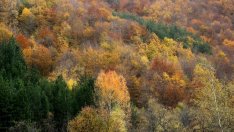 Грешки в залесяването водят до масово съхнене на изкуствените иглолистни гори
