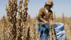 Омагьосаният кръг на киноата