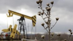 Петролът се стабилизира на зелена територия