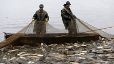 Природозащитници обявиха нов изчезващ вид – рибарите