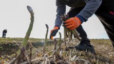 Опасенията на европейците на Острова: Несигурност, дискриминация, расизъм