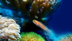 Емил Гачев: Кораловият риф може да се възстанови, ако се нормализира водната температура