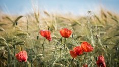 Земеделците получиха 634 млн. лева по схемата за единно плащане на площ