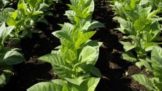 Тютюнопроизводители ще вземат догодина най-много 65% от субсидиите за 2013 г.