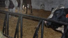 Фермери изискват антикризисни мерки в животновъдството