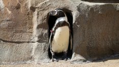 Икономическите неволи на Русия подрязват крилата на Путин