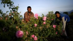 Закон за маслодайната роза ще регламентира дейността на сектора