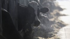 Хранещи се с метан микроби преминават важен тест за намаляване на емисиите от мандрите