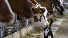 Нова Зеландия обмисля данък върху емисиите от животновъдството