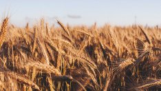 Една трета от вноса на зърнени продукти в ЕС през 2021 г. е от Украйна и Русия