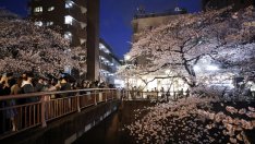 Десет причини, заради които изненадващото рали на японските акции ще продължи