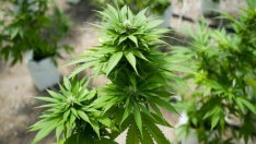 Бъдещите германски управляващи са близо до сделка за узаконяване на канабиса