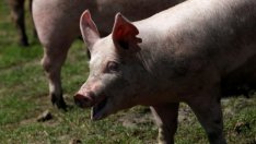 Китай може да изгуби 50% от свинете до края на 2019 г. заради африканската чума