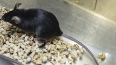 Владимир Путин се страхува от "Мишка"