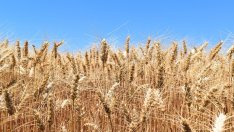 Танева: Ще искаме да бъде увеличен пакетът обвързана подкрепа за стопаните