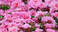 Когато и последният парфюмерист напусне страната на розите...