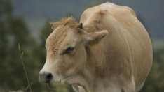 Експерти очакват изкупните цени на млякото в ЕС да растат