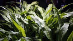 Въглеродното земеделие е начин за постигането на екологичните цели на ЕС