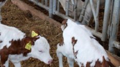 Малките ферми ще получат 106 млн. лв. субсидии за оборудване до 2014 г.