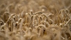 Българският фермерски съюз: Излизането на Русия от зърнената сделка не влияе драстично на цените